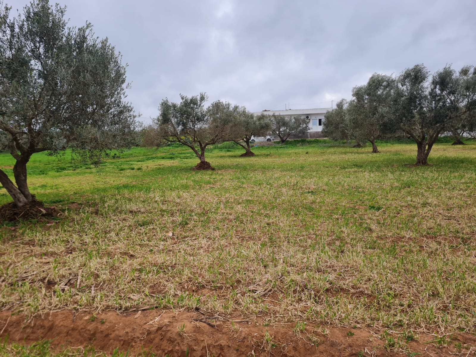 Kelibia&nbsp;Dar Allouche&nbsp;Terrain&nbsp;Terrain agricole&nbsp;Senia a dar dallouch kelibia