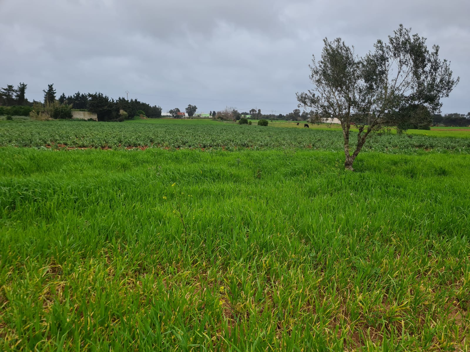 Kelibia&nbsp;Dar Allouche&nbsp;Terrain&nbsp;Terrain agricole&nbsp;Senia a dar dallouch kelibia