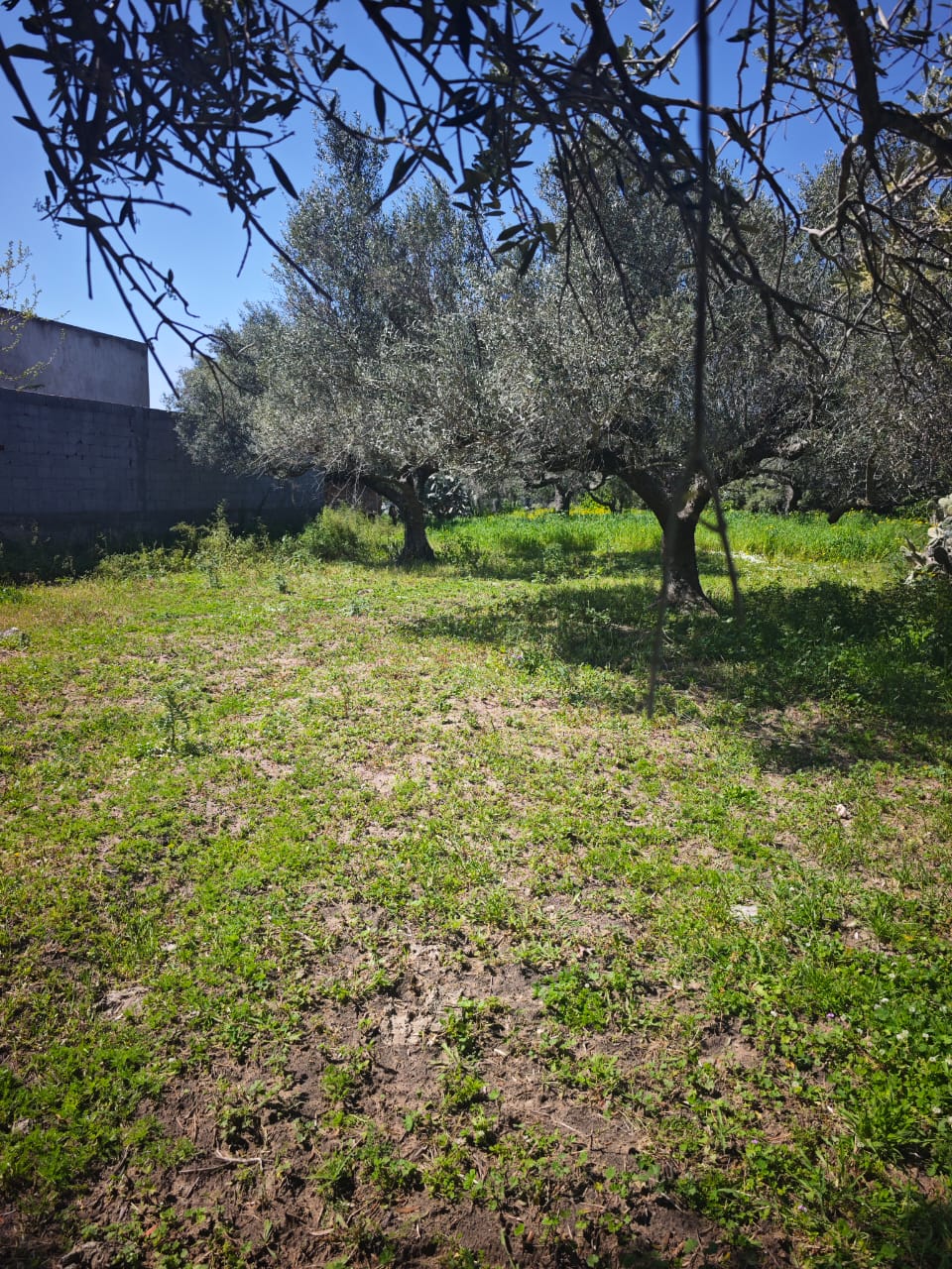 Hammam El Ghezaz&nbsp;Hammam El Ghezaz&nbsp;Terrain&nbsp;Terrain nu&nbsp;Terrain avec oliviers a hammem el ghzez