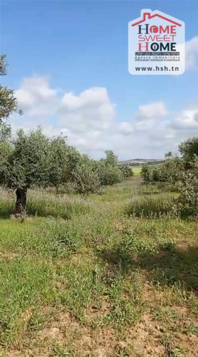 Mornaguia&nbsp;Mornaguia&nbsp;Terrain&nbsp;Terrain agricole&nbsp;Terrain agricole olea � mornaguia