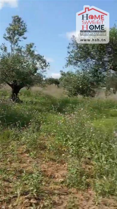 Mornaguia&nbsp;Mornaguia&nbsp;Terrain&nbsp;Terrain agricole&nbsp;Terrain agricole olea � mornaguia