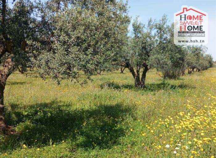Mornaguia&nbsp;Mornaguia&nbsp;Terrain&nbsp;Terrain agricole&nbsp;Terrain agricole olea � mornaguia