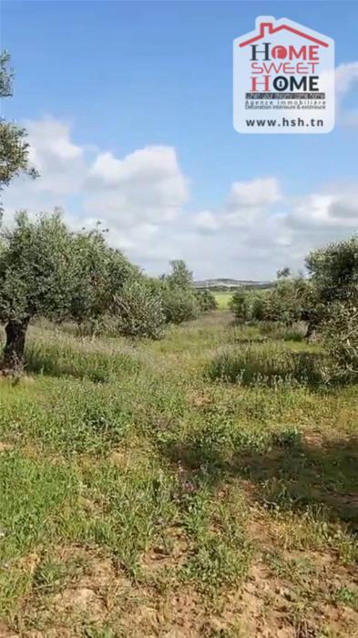 Mornaguia&nbsp;Mornaguia&nbsp;Terrain&nbsp;Terrain agricole&nbsp;Terrain agricole olea � mornaguia