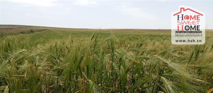 Borj El Amri&nbsp;Borj El Amri&nbsp;Terrain&nbsp;Terrain agricole&nbsp;Terrain agricole zoe � messadina borj amri
