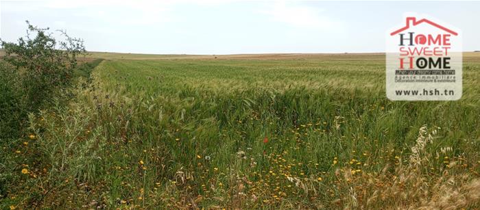 Borj El Amri&nbsp;Borj El Amri&nbsp;Terrain&nbsp;Terrain agricole&nbsp;Terrain agricole zoe � messadina borj amri