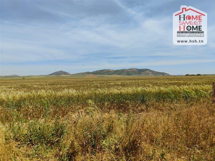 El Fahs&nbsp;El Fahs&nbsp;Terrain&nbsp;Terrain agricole&nbsp;Terrain agricole elga � el fahs