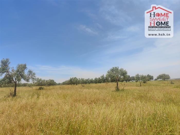 El Fahs&nbsp;El Fahs&nbsp;Terrain&nbsp;Terrain agricole&nbsp;Terrain agricole elga � el fahs
