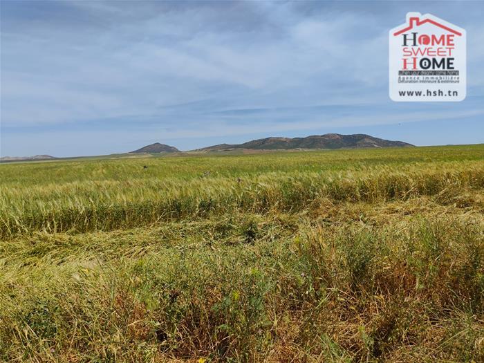 El Fahs&nbsp;El Fahs&nbsp;Terrain&nbsp;Terrain agricole&nbsp;Terrain agricole elga � el fahs