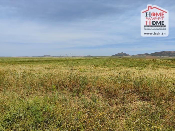 El Fahs&nbsp;El Fahs&nbsp;Terrain&nbsp;Terrain agricole&nbsp;Terrain agricole elga � el fahs