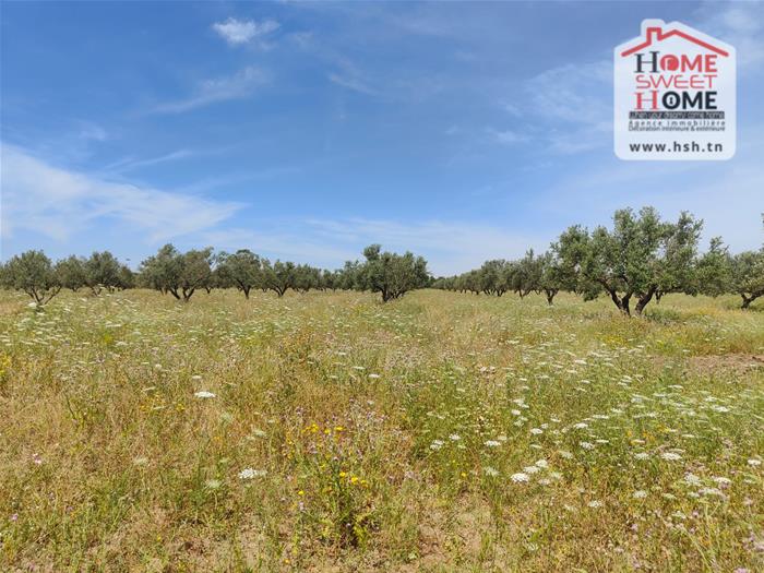 El Fahs&nbsp;El Fahs&nbsp;Terrain&nbsp;Terrain agricole&nbsp;Terrain agricole olivest � el fahs
