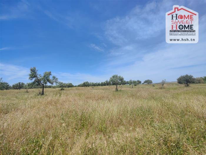 El Fahs&nbsp;El Fahs&nbsp;Terrain&nbsp;Terrain agricole&nbsp;Terrain agricole olivest � el fahs