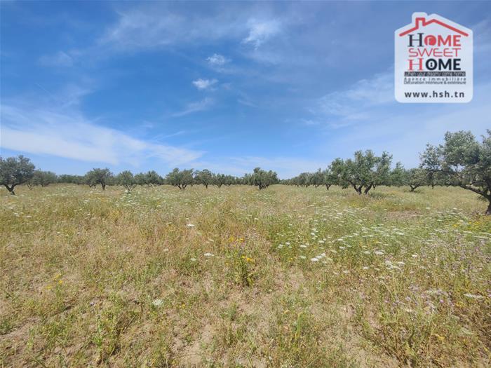 El Fahs&nbsp;El Fahs&nbsp;Terrain&nbsp;Terrain agricole&nbsp;Terrain agricole olivest � el fahs