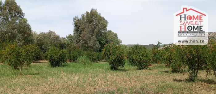 Testour&nbsp;Esslouguia&nbsp;Terrain&nbsp;Terrain agricole&nbsp;Terrain agricole meriah � slouguia tastour