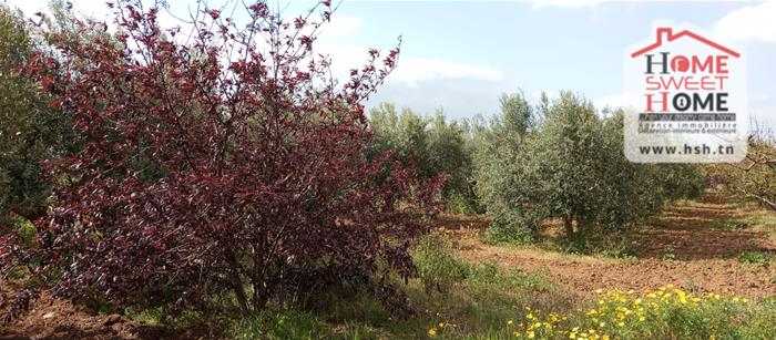 Mejez El Bab&nbsp;Mejez El Bab&nbsp;Terrain&nbsp;Terrain agricole&nbsp;Terrain agricole arbora � mjez el beb