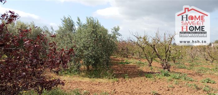 Mejez El Bab&nbsp;Mejez El Bab&nbsp;Terrain&nbsp;Terrain agricole&nbsp;Terrain agricole arbora � mjez el beb