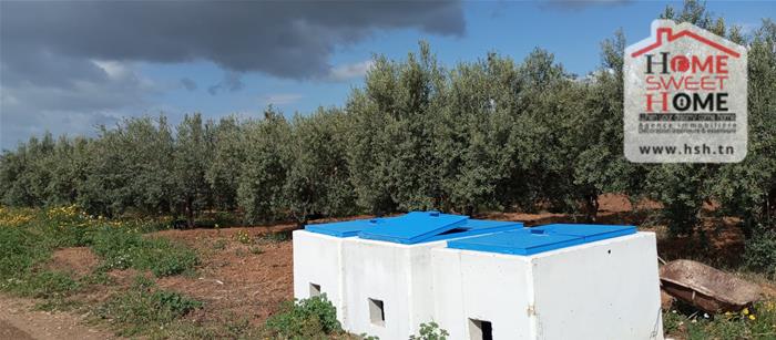 Mejez El Bab&nbsp;Mejez El Bab&nbsp;Terrain&nbsp;Terrain agricole&nbsp;Terrain agricole arbora � mjez el beb