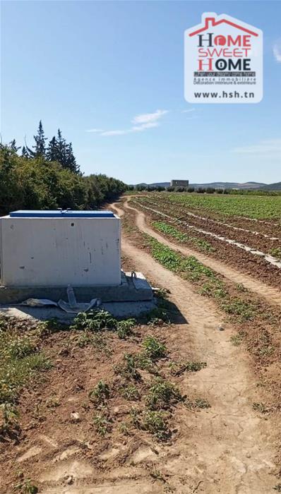 Mejez El Bab&nbsp;Mejez El Bab&nbsp;Terrain&nbsp;Terrain agricole&nbsp;Terrain agricole arbora � mjez el beb
