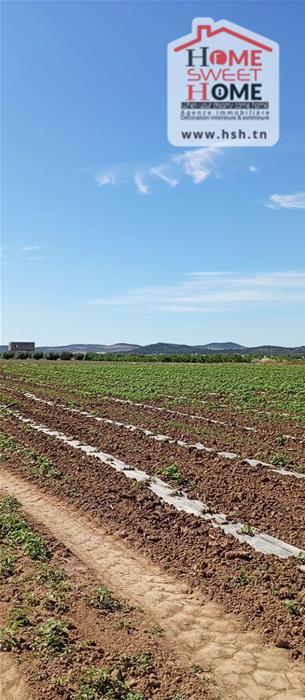 Mejez El Bab&nbsp;Mejez El Bab&nbsp;Terrain&nbsp;Terrain agricole&nbsp;Terrain agricole arbora � mjez el beb