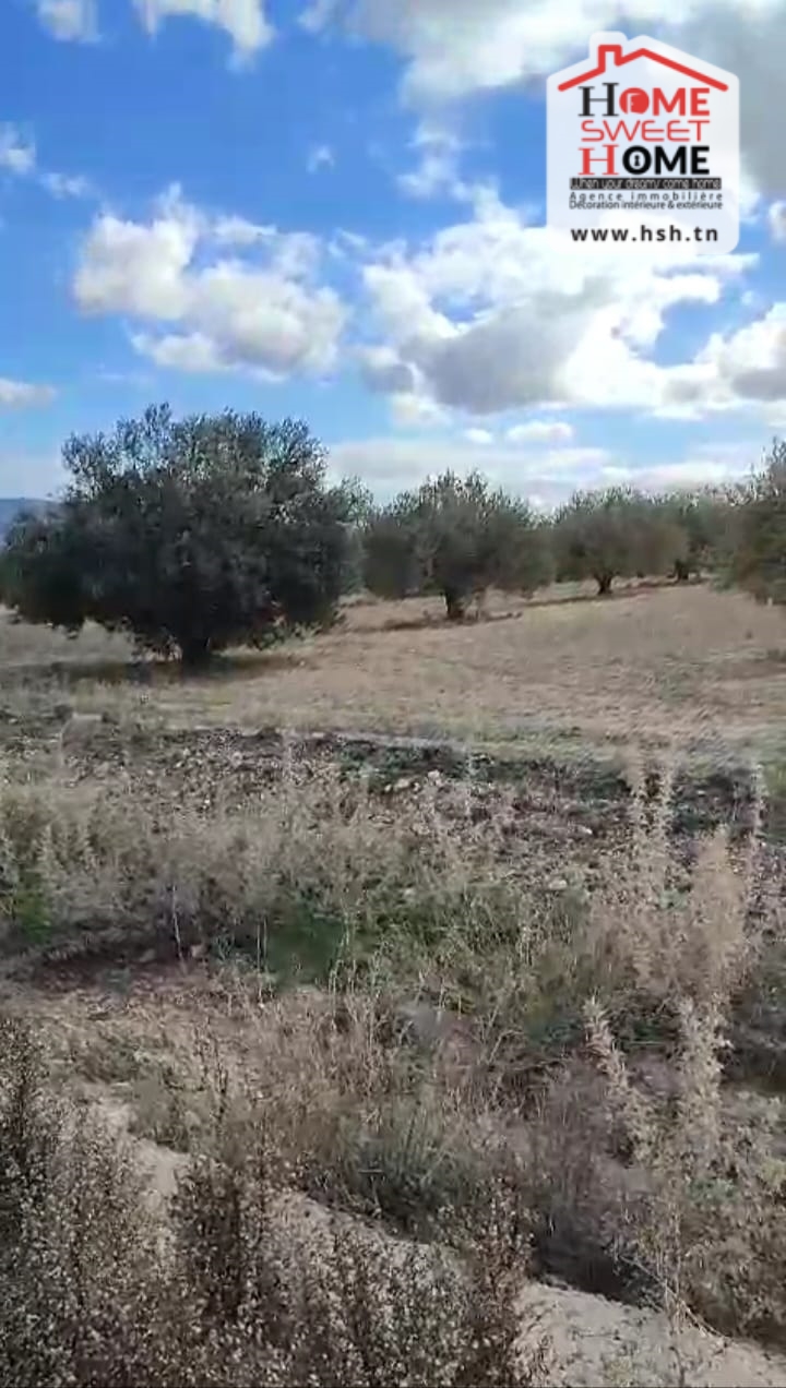 Le Kef Est&nbsp;Le Kef&nbsp;Terrain&nbsp;Terrain agricole&nbsp;Terrain agricole haiza � kef