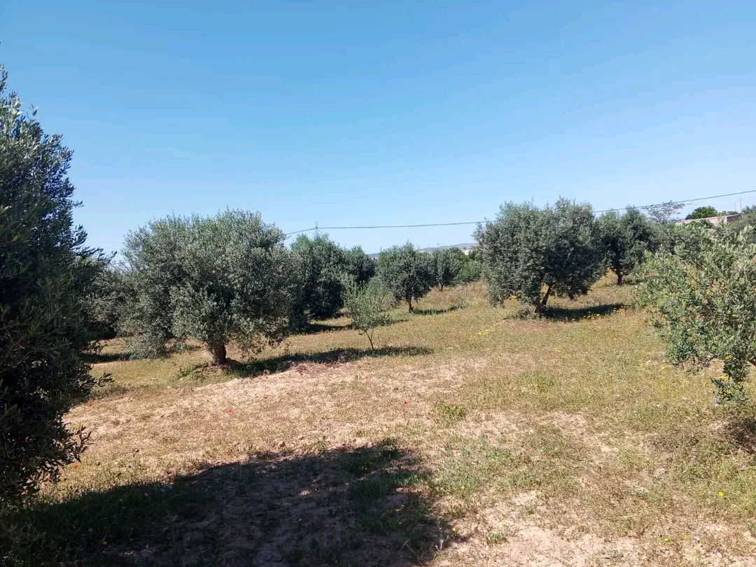 Zaghouan&nbsp;Zaghouan&nbsp;Terrain&nbsp;Terrain agricole&nbsp;1 hectar et 1500m � zahouen
