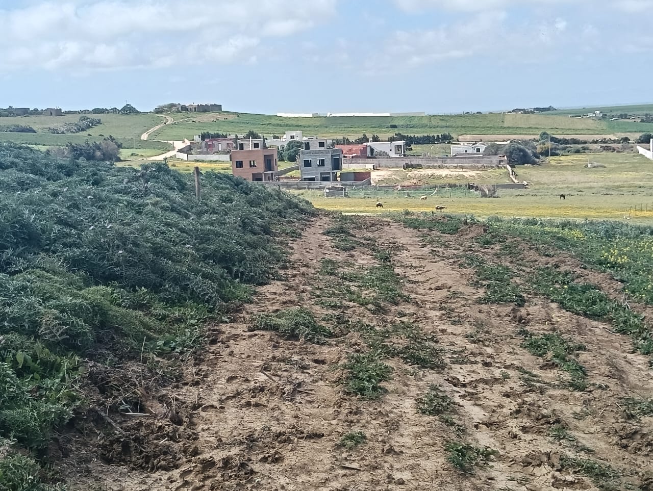 Kelibia&nbsp;Kelibia&nbsp;Terrain&nbsp;Terrain nu&nbsp;Des terrains  a tamezrat kl�bia