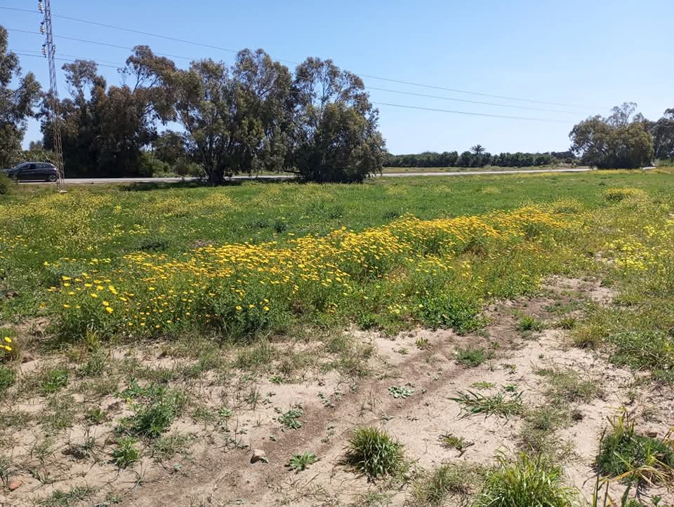 El Haouaria&nbsp;El Haouaria&nbsp;Terrain&nbsp;Terrain nu&nbsp;Terrain commercial � haouria