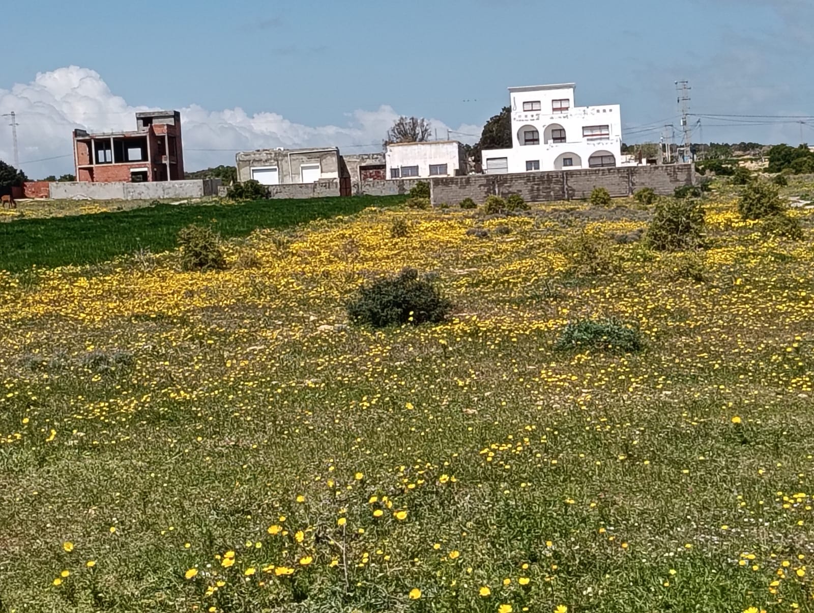 El Haouaria&nbsp;El Haouaria&nbsp;Terrain&nbsp;Terrain nu&nbsp;Terrain  �  haouaria