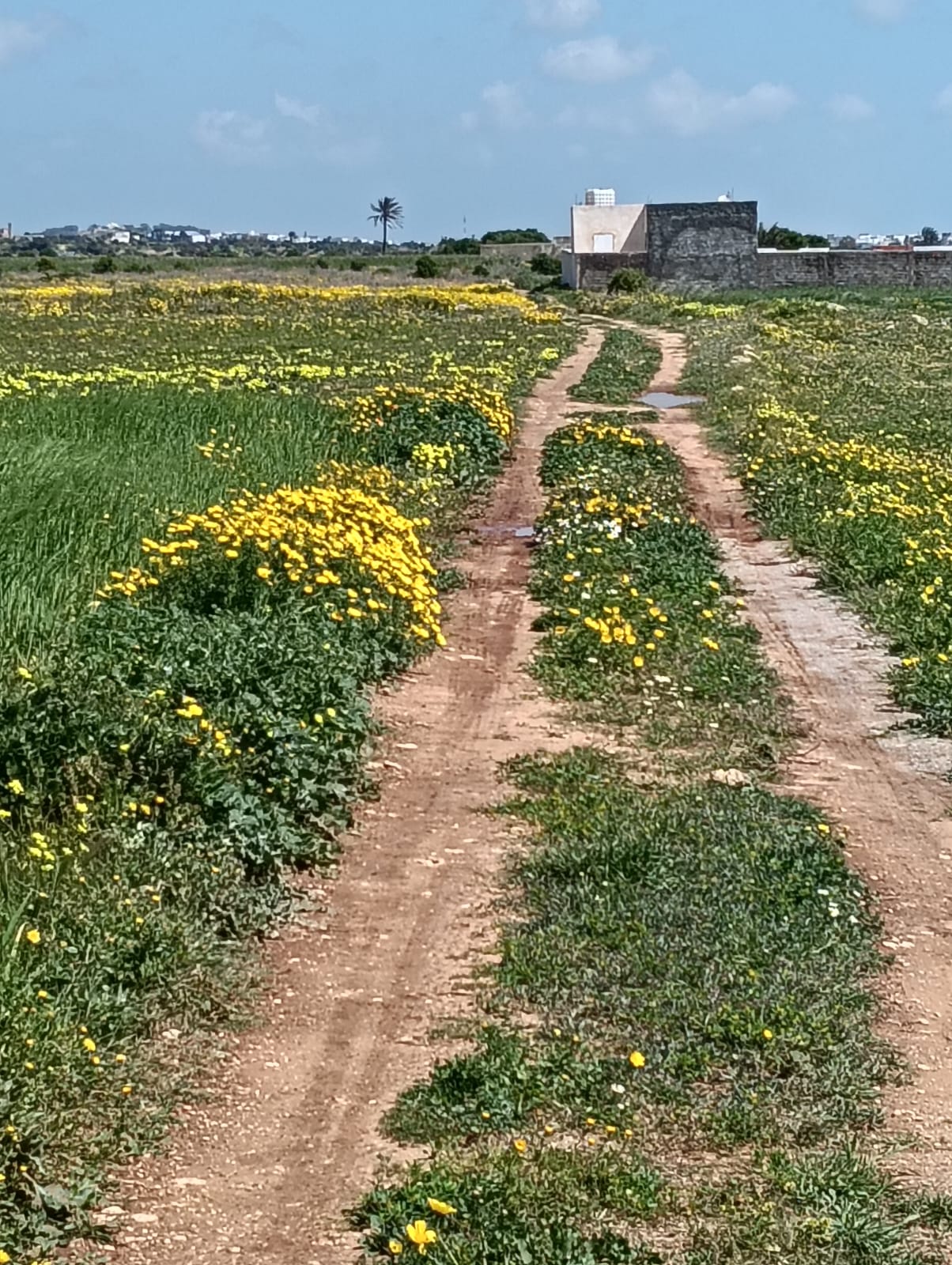 Kelibia&nbsp;Kerkouane&nbsp;Terrain&nbsp;Terrain nu&nbsp;Terrain  � vender kerkouane