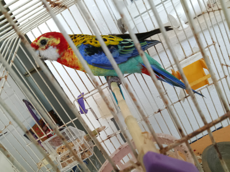 Ariana Ville&nbsp;Cite Ennasr 1&nbsp;Oiseaux&nbsp;Autre&nbsp;Perroquet rosella