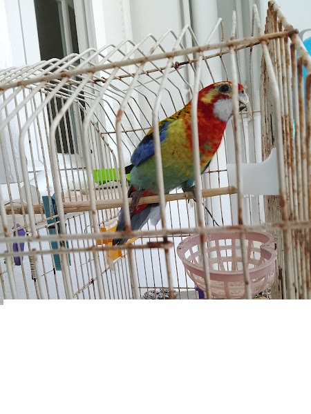 Ariana Ville&nbsp;Cite Ennasr 1&nbsp;Oiseaux&nbsp;Autre&nbsp;Perroquet rosella