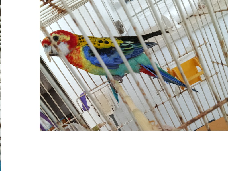 Ariana Ville&nbsp;Cite Ennasr 1&nbsp;Oiseaux&nbsp;Autre&nbsp;Perroquet rosella