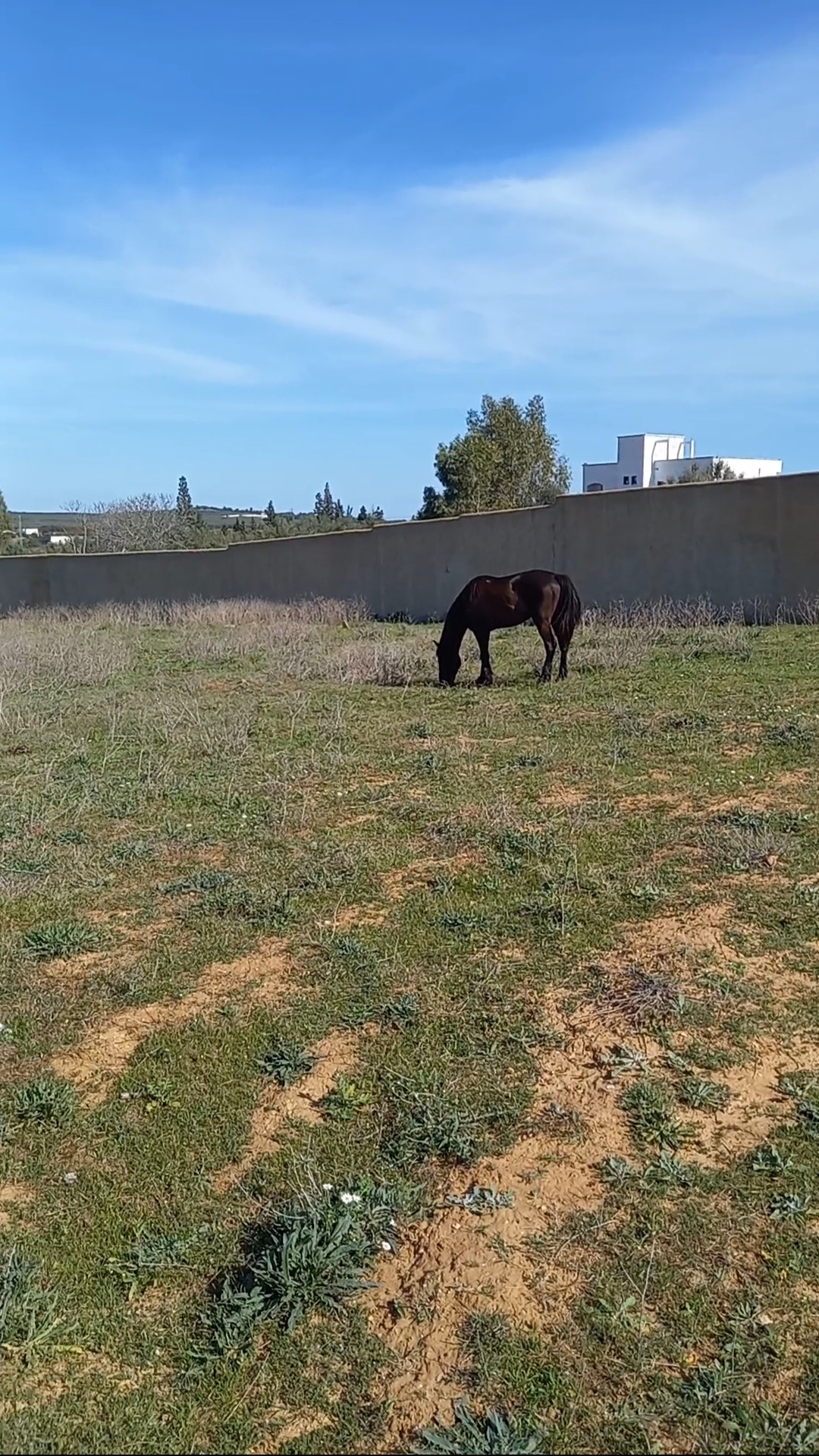Hammamet&nbsp;Sidi Jedidi&nbsp;Terrain&nbsp;Terrain agricole&nbsp;Terrain cl�tur�  � hammamet