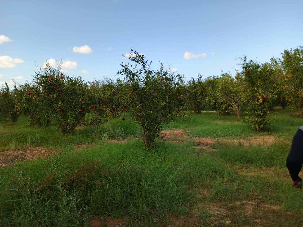 Gabes Sud&nbsp;Teboulbou&nbsp;Terrain&nbsp;Terrain agricole&nbsp;Sanya fel limawa