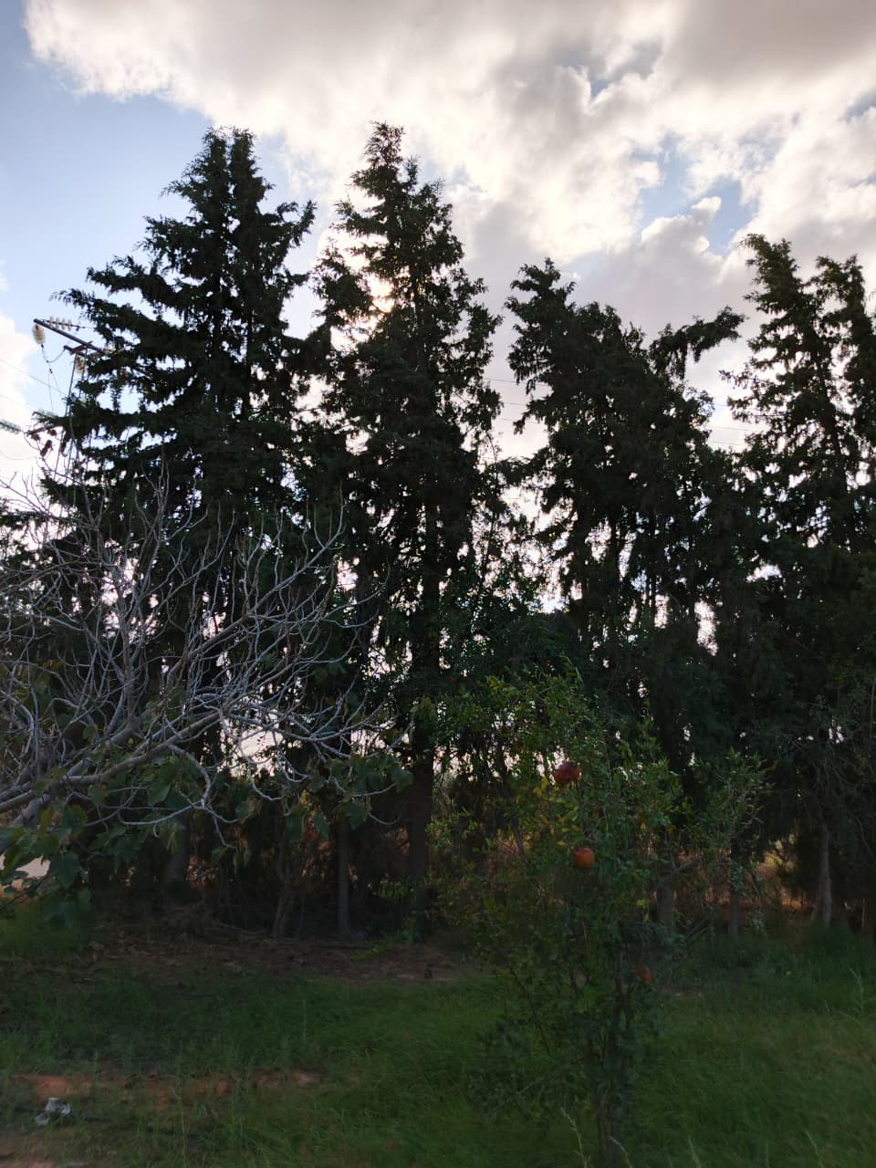 Gabes Sud&nbsp;Teboulbou&nbsp;Terrain&nbsp;Terrain agricole&nbsp;Sanya fel limawa