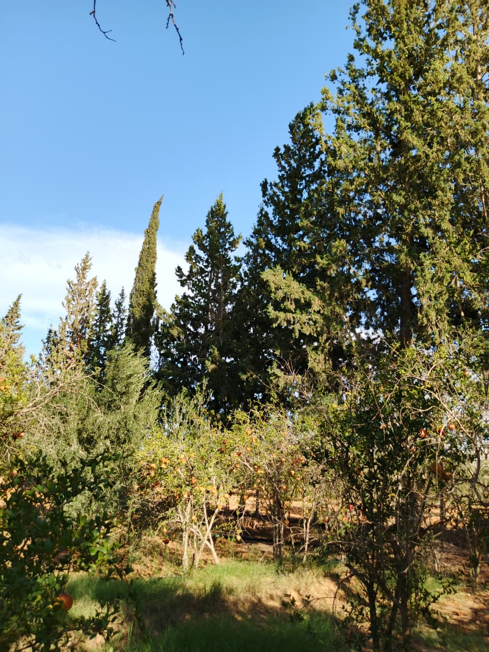 Gabes Sud&nbsp;Teboulbou&nbsp;Terrain&nbsp;Terrain agricole&nbsp;Sanya fel limawa