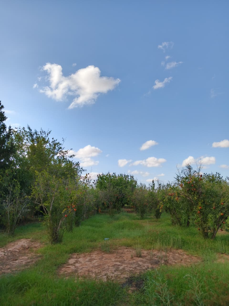 Gabes Sud&nbsp;Teboulbou&nbsp;Terrain&nbsp;Terrain agricole&nbsp;Sanya fel limawa