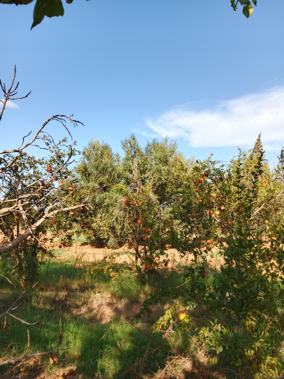 Gabes Sud&nbsp;Teboulbou&nbsp;Terrain&nbsp;Terrain agricole&nbsp;Sanya fel limawa