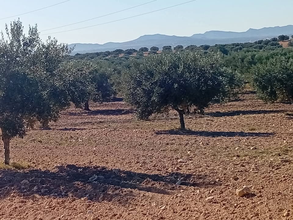 Bir Mcherga&nbsp;Bir Mcherga&nbsp;Terrain&nbsp;Terrain agricole&nbsp;9 hectares zagouane