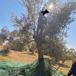 Bir Mcherga&nbsp;Bir Mcherga&nbsp;Terrain&nbsp;Terrain agricole&nbsp;9 hectares zagouane