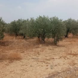 Bir Mcherga&nbsp;Bir Mcherga&nbsp;Terrain&nbsp;Terrain agricole&nbsp;9 hectares zagouane