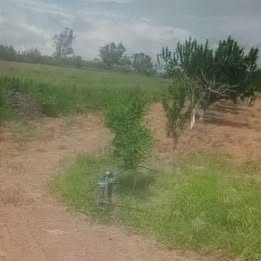 Testour&nbsp;Esslouguia&nbsp;Terrain&nbsp;Terrain agricole&nbsp;6 hectares goutte a goutte
