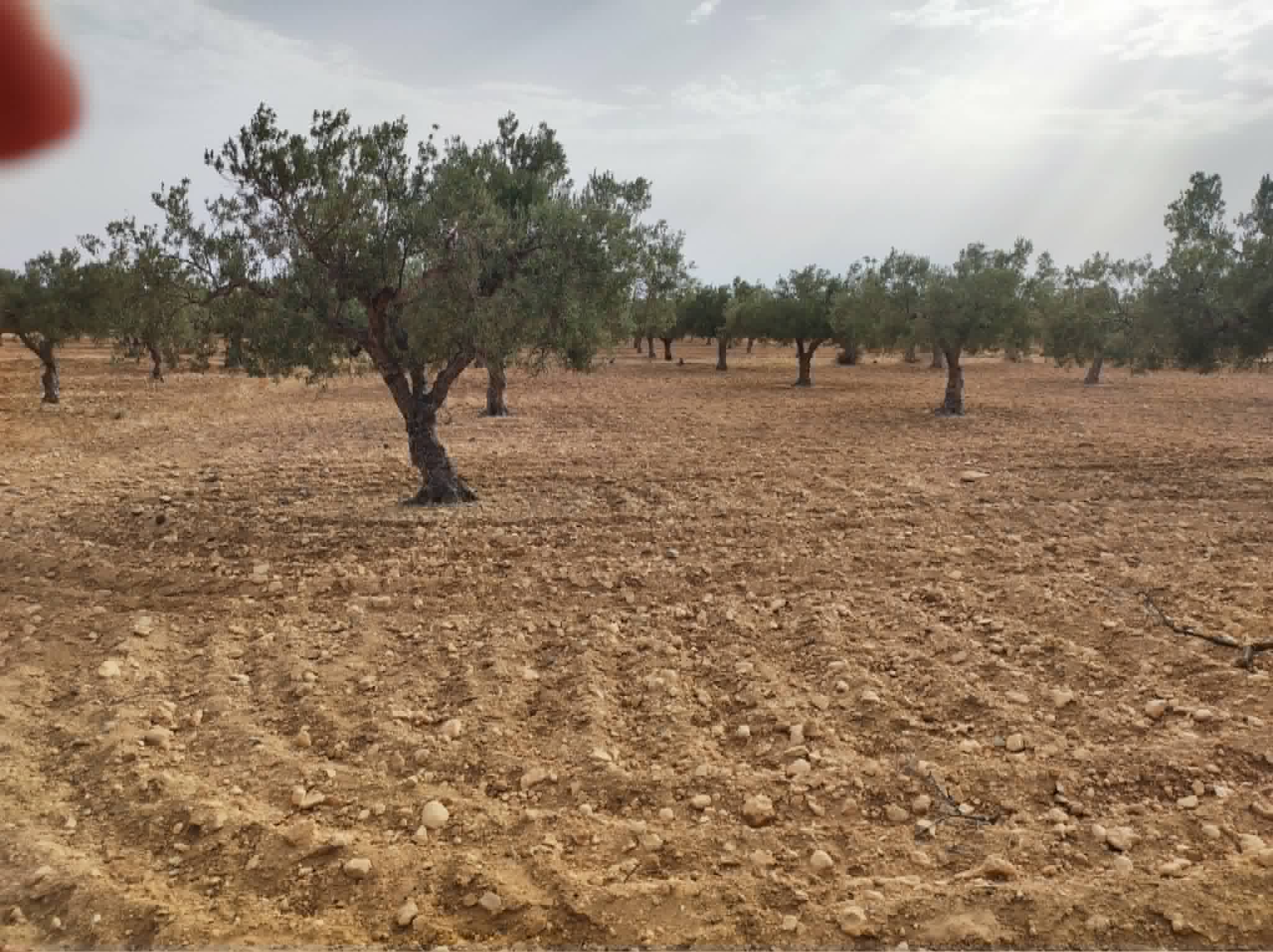 Hergla&nbsp;Hergla&nbsp;Terrain&nbsp;Terrain agricole&nbsp;Terrain avec vue panoramique � hergla