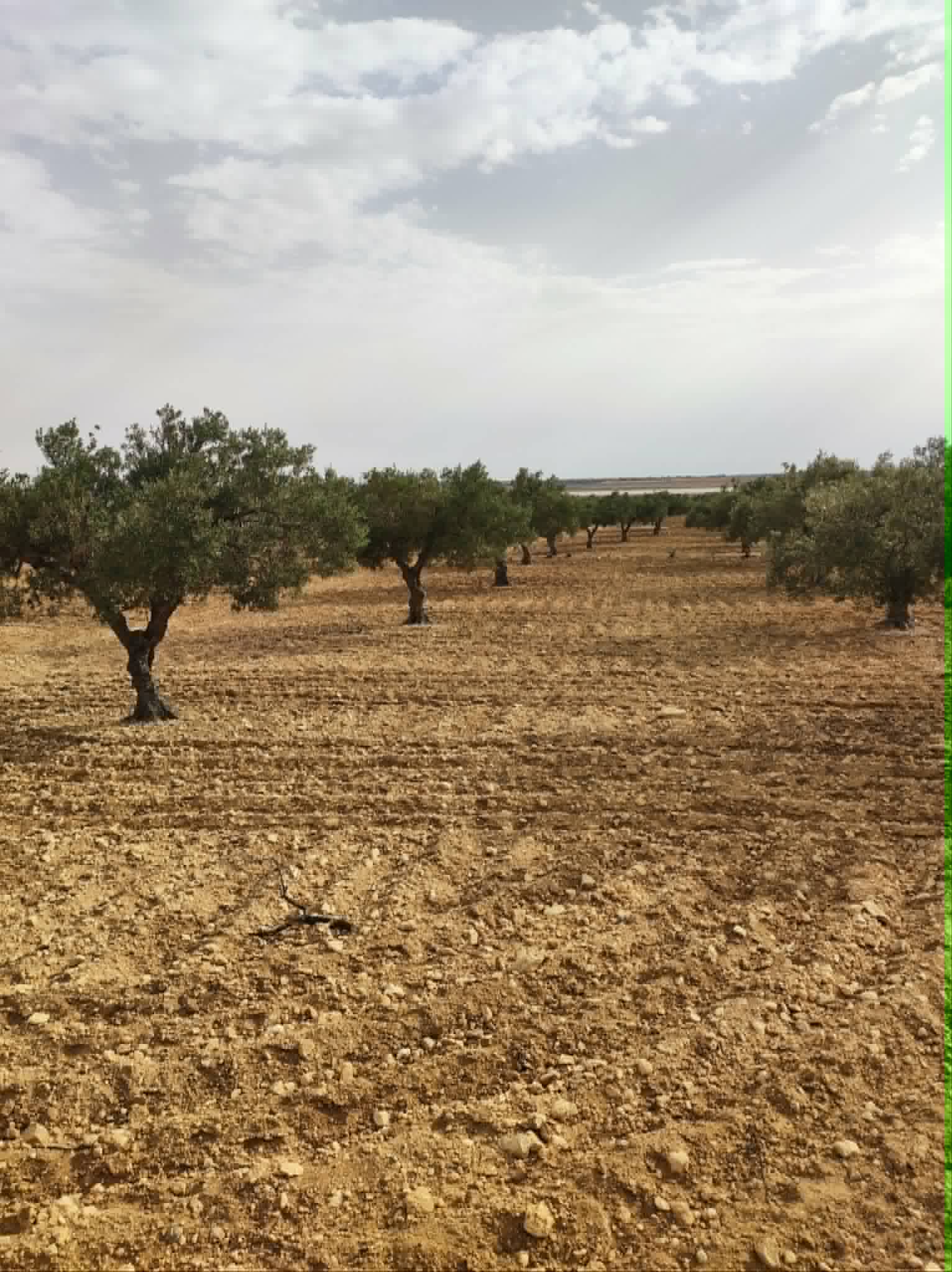 Hergla&nbsp;Hergla&nbsp;Terrain&nbsp;Terrain agricole&nbsp;Terrain avec vue panoramique � hergla