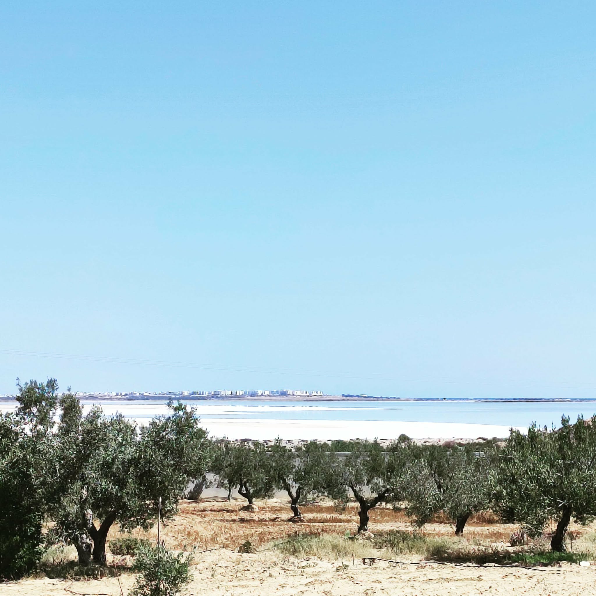 Sidi Bou Ali&nbsp;Sidi Bou Ali&nbsp;Terrain&nbsp;Terrain agricole&nbsp;Terrain avec vue panoramique foukaia
