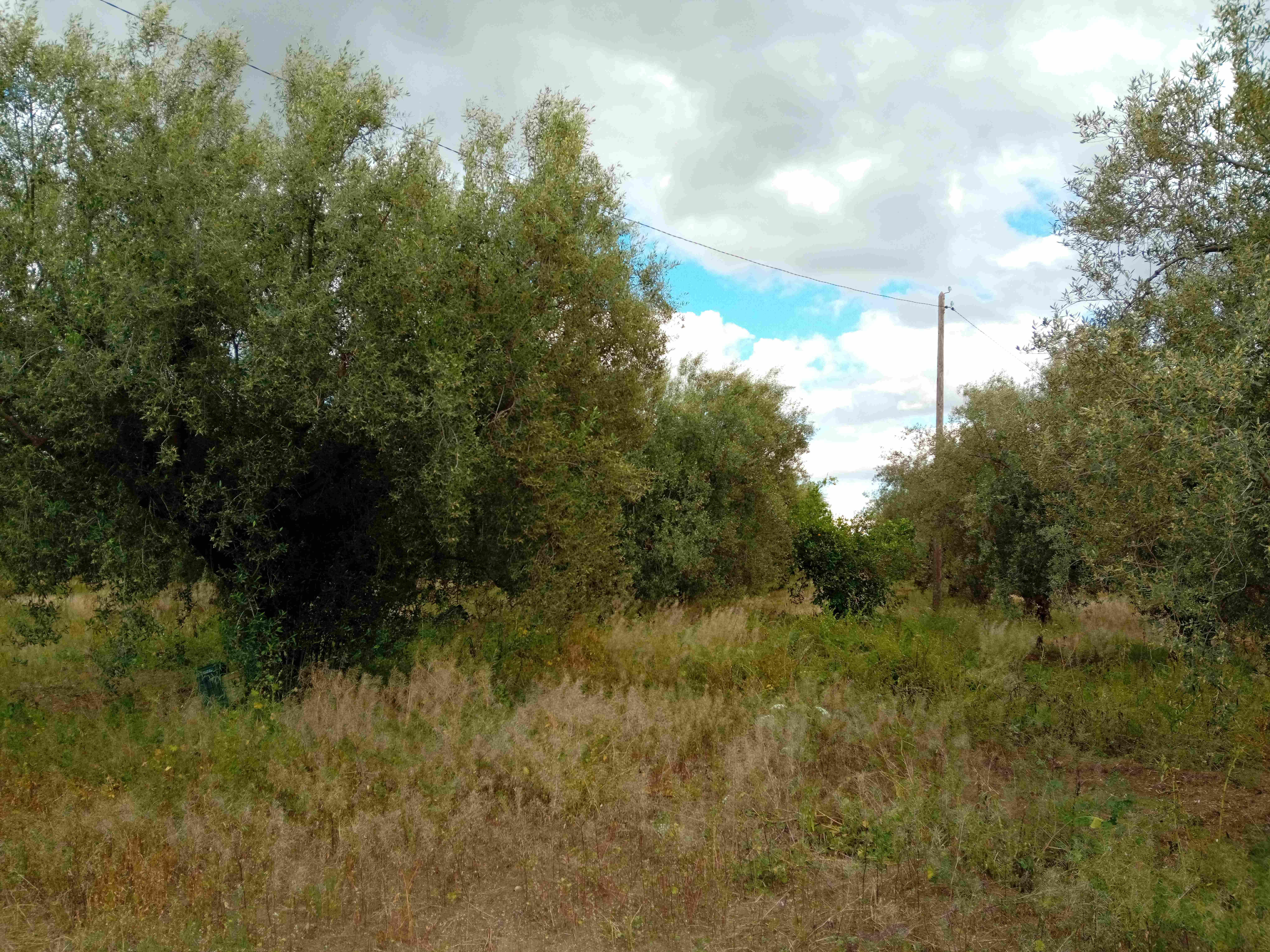 Chebika&nbsp;El Aouamria&nbsp;Terrain&nbsp;Terrain agricole&nbsp;Terrain agricole constitu� de 76 arbres d'olives