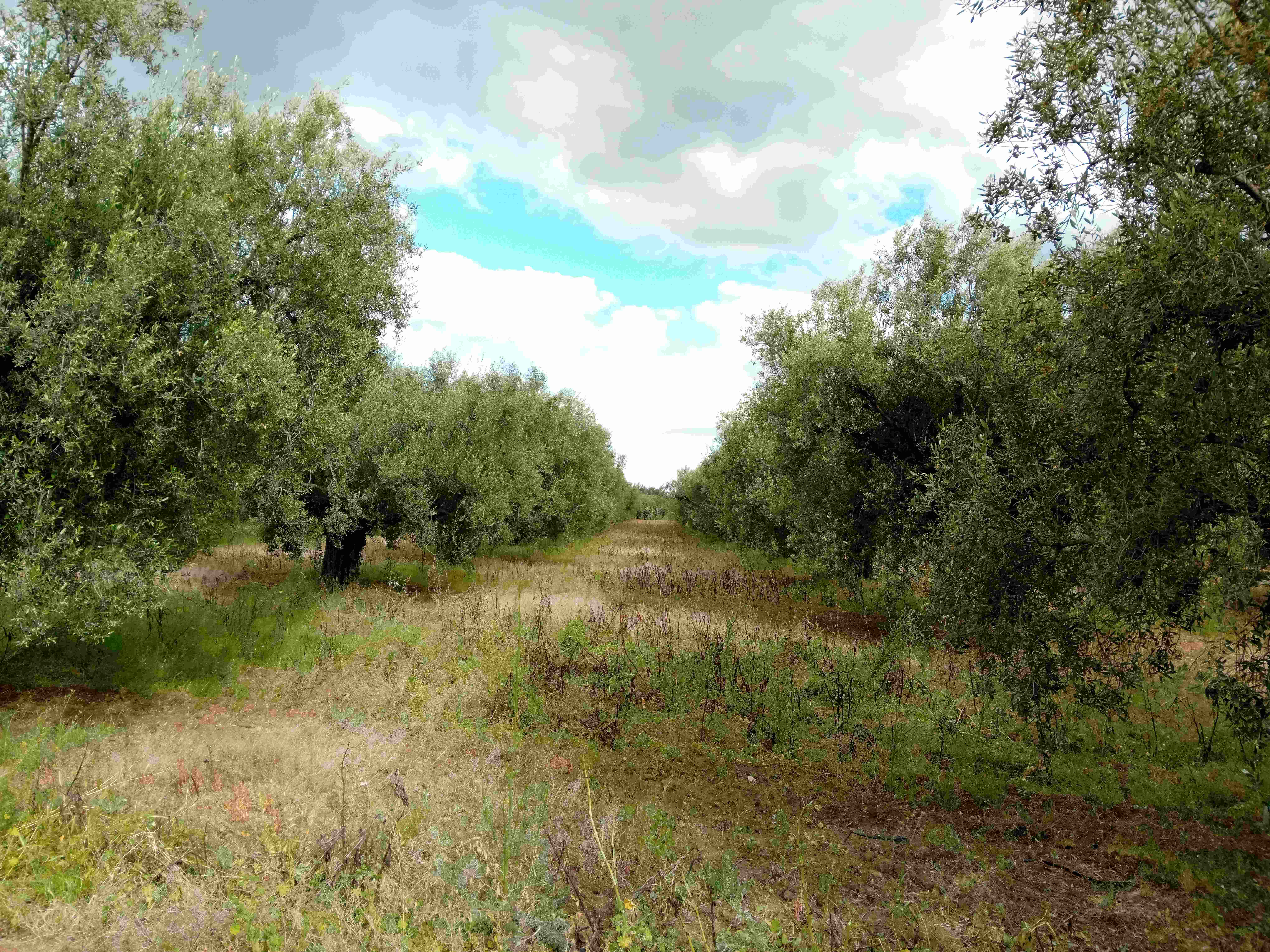 Chebika&nbsp;El Aouamria&nbsp;Terrain&nbsp;Terrain agricole&nbsp;Terrain agricole constitu� de 76 arbres d'olives