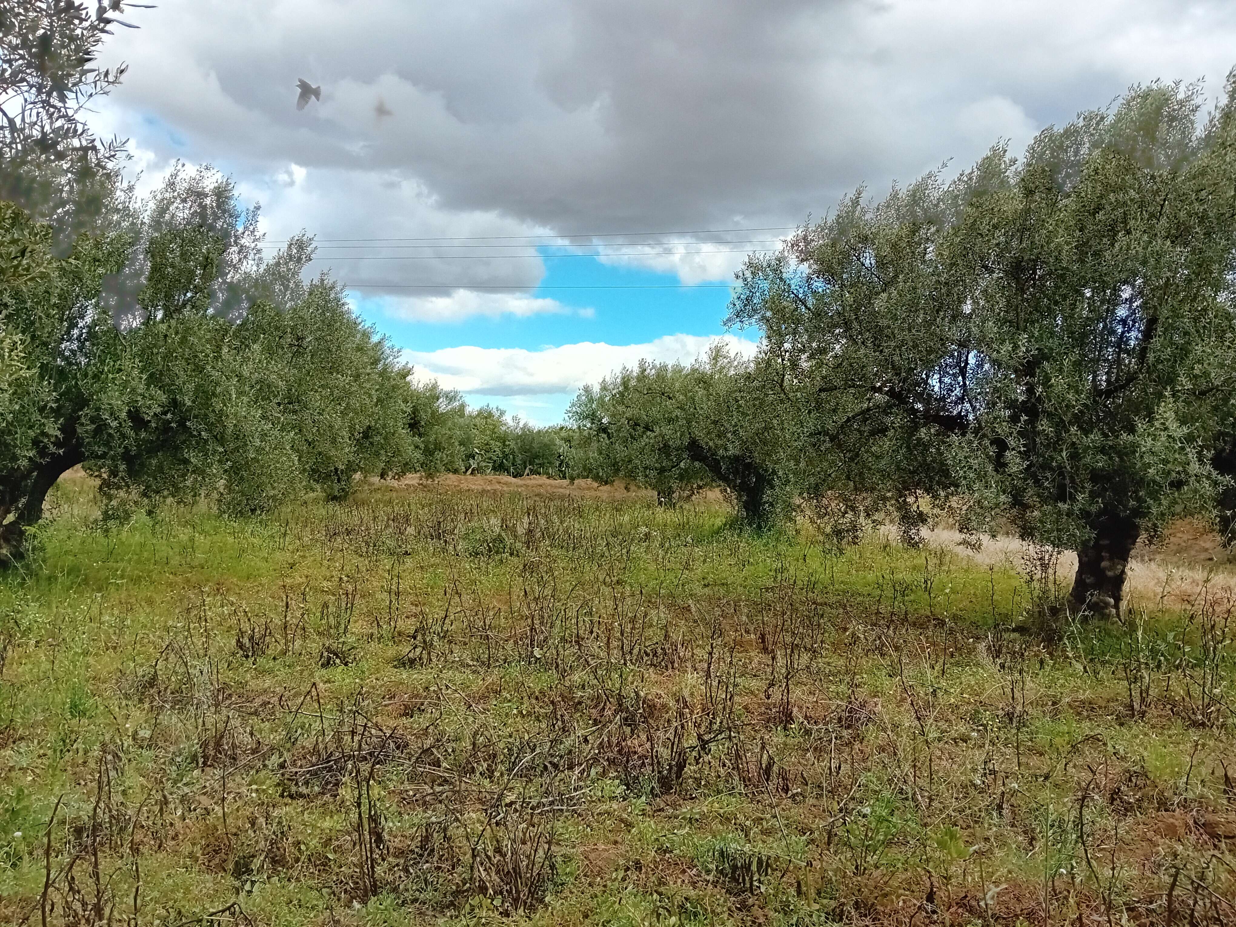 Chebika&nbsp;El Aouamria&nbsp;Terrain&nbsp;Terrain agricole&nbsp;Terrain agricole constitu� de 76 arbres d'olives