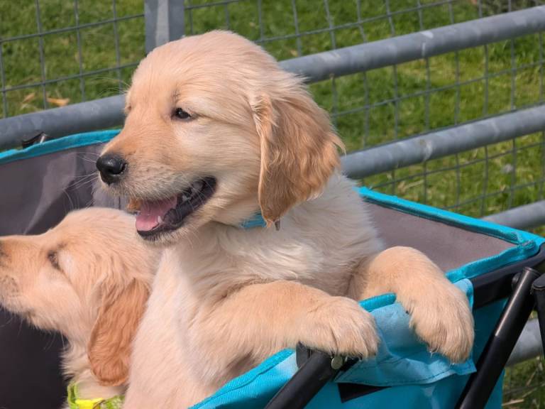 La Soukra&nbsp;Chotrana 2&nbsp;Chiens&nbsp;Autre&nbsp;Chiots golden retriever