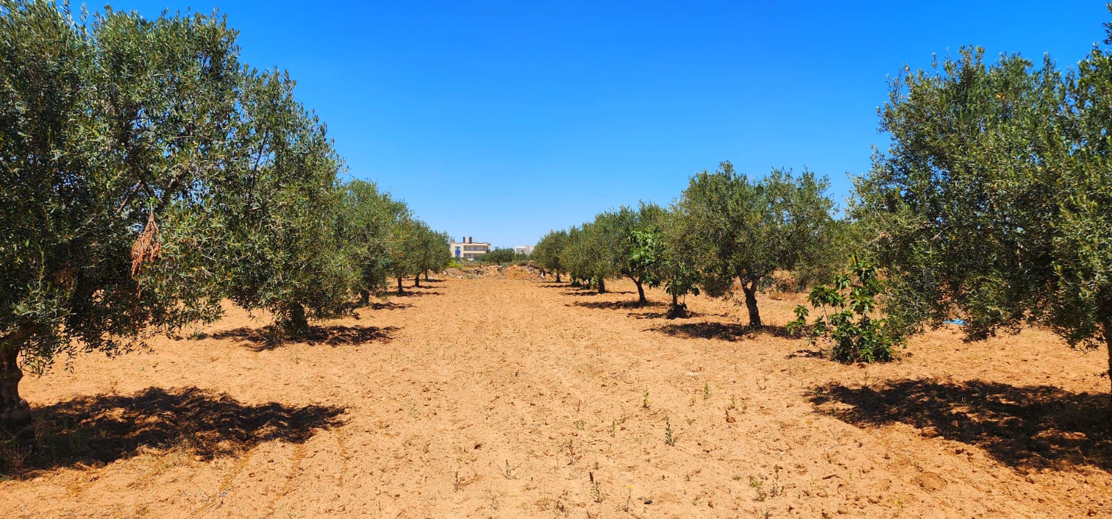 Beni Hassen&nbsp;Ghenada&nbsp;Vente&nbsp;Surfaces&nbsp;Terrain 8 lots ghennada monastir titre bleu