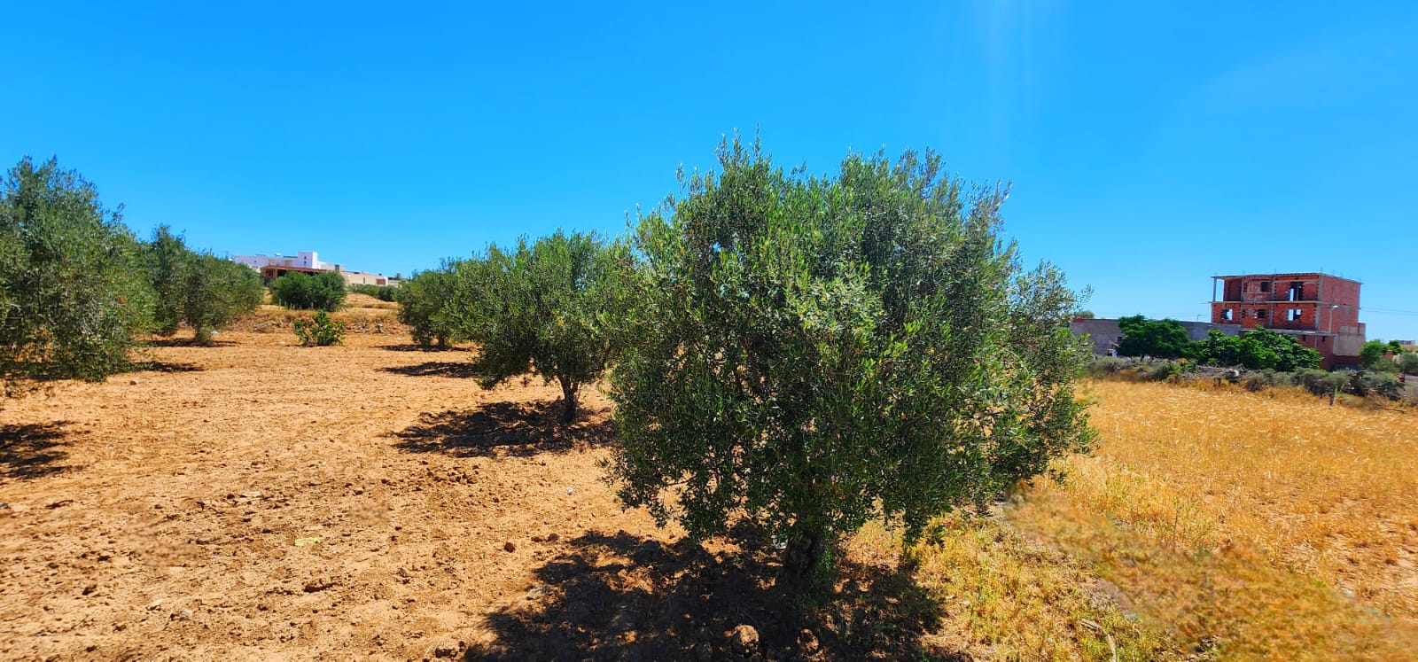 Beni Hassen&nbsp;Ghenada&nbsp;Vente&nbsp;Surfaces&nbsp;Terrain 8 lots ghennada monastir titre bleu